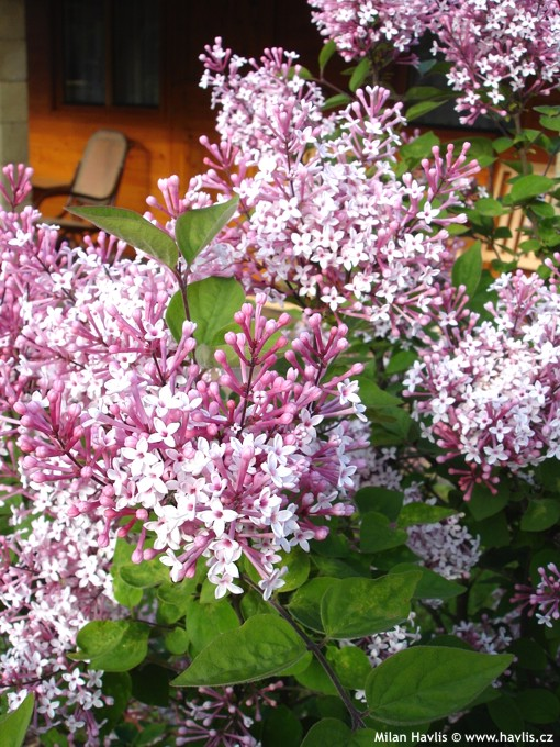 Liliac Unguresc Josikaea Mov (Syringa Josikaea) - Arbust la ghiveci