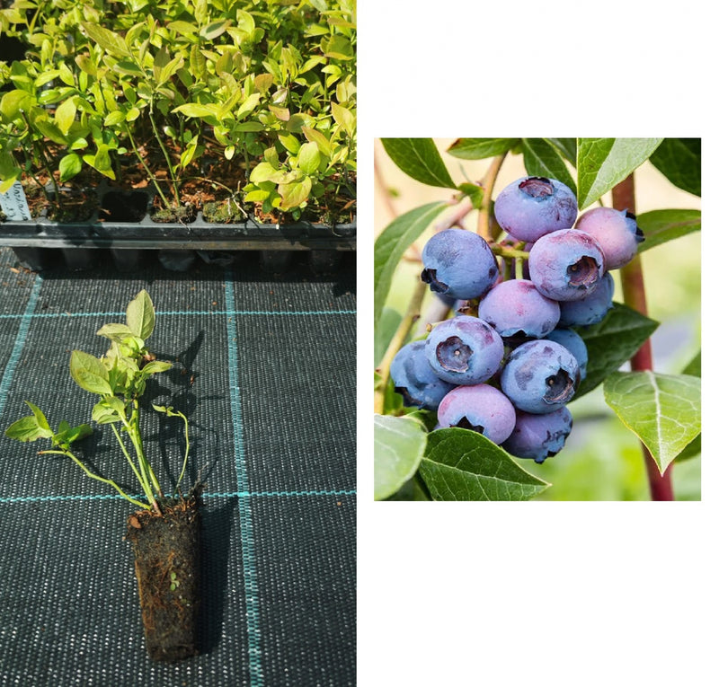 Afin de Cultură Bluegold (In Vitro) - Butaș 1 an la tăviță