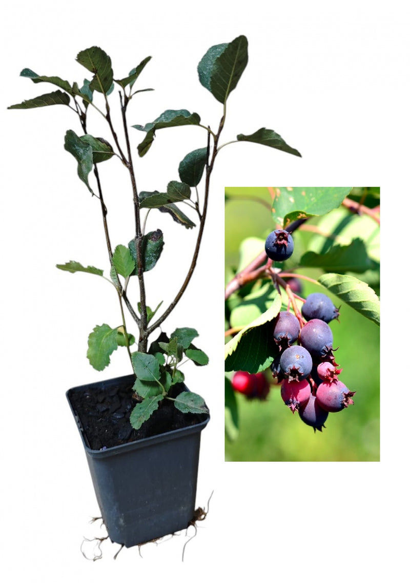 Afin Canadian Saskatoon Honeywood (Amelanchier) - Butaș 2 ani 20-40 cm