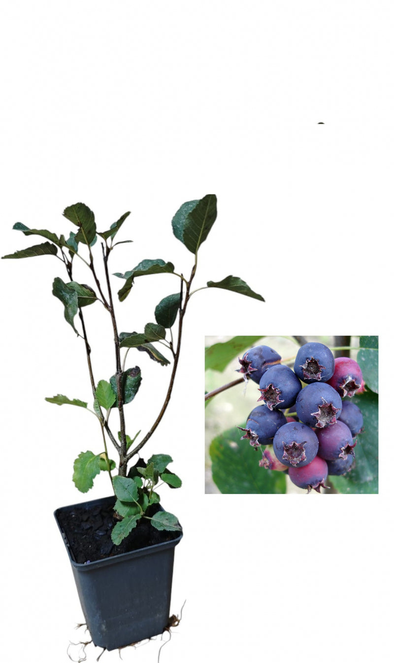 Afin Canadian Saskatoon Sleyt (Amelanchier) - Butaș 2 ani 20-40cm