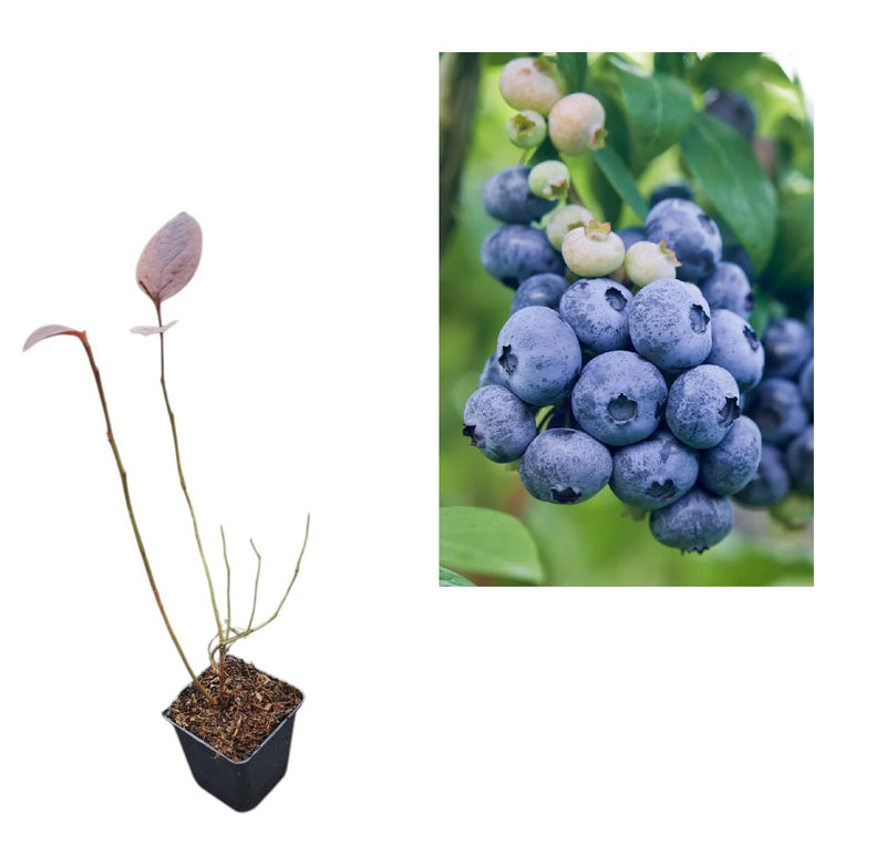 Afin de Cultură Darrow (Vaccinium Corymbosum) - Tufă 2 ani la ghiveci