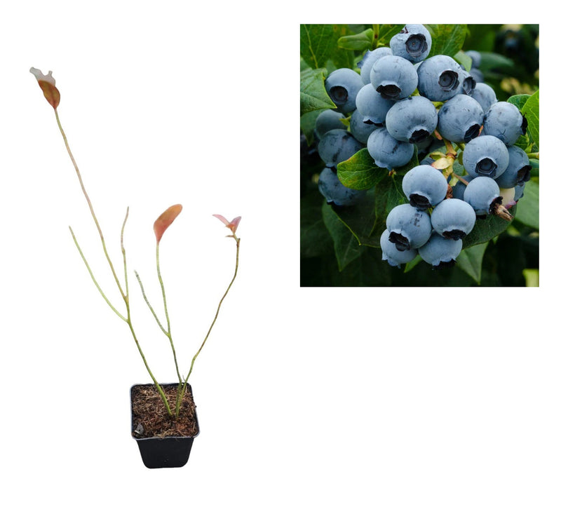 Afin de Cultură Duke (Vaccinium Corymbosum) - Tufă 2 ani la ghiveci