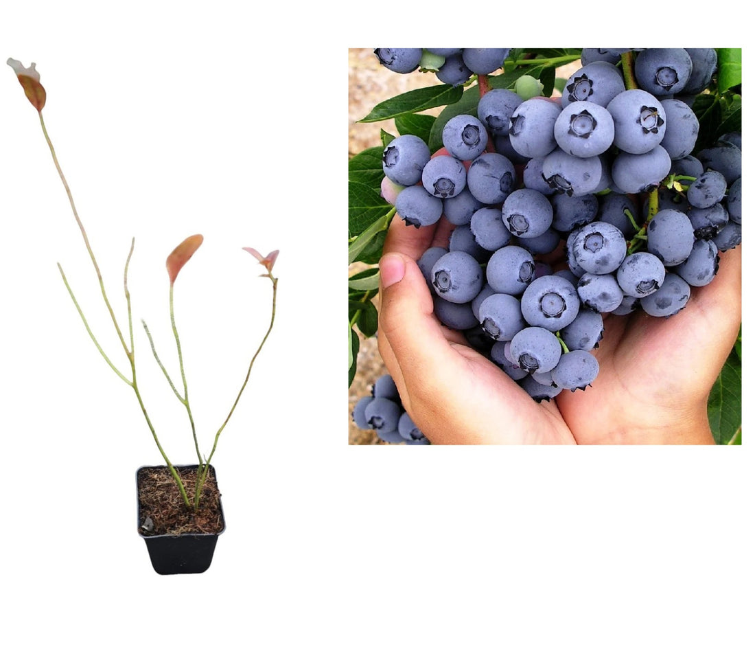 Afin de Cultură Patriot (Vaccinium Corymbosum) - Tufă 2 ani la ghiveci
