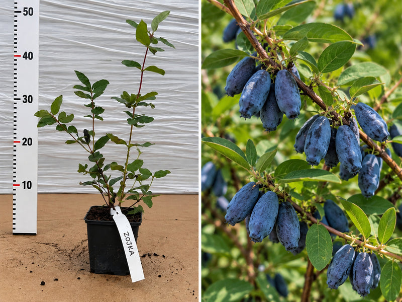 Afin Siberian Zojka (Lonicera Kamtschatica) - Butaș 20-30 cm