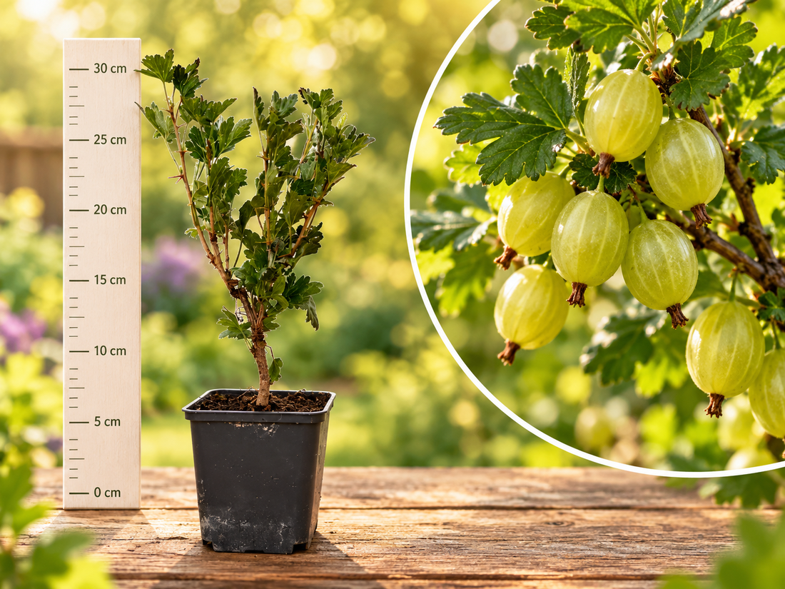Agriș Verde Invicta (Ribes Uva-Crispa) - Butaș la ghiveci, 20-30 cm