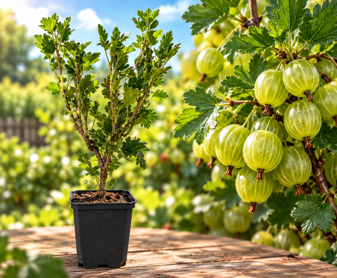 Agriș Verde Mucurines (Ribes Uva-Crispa) - Butaș la ghiveci, 20-30 cm