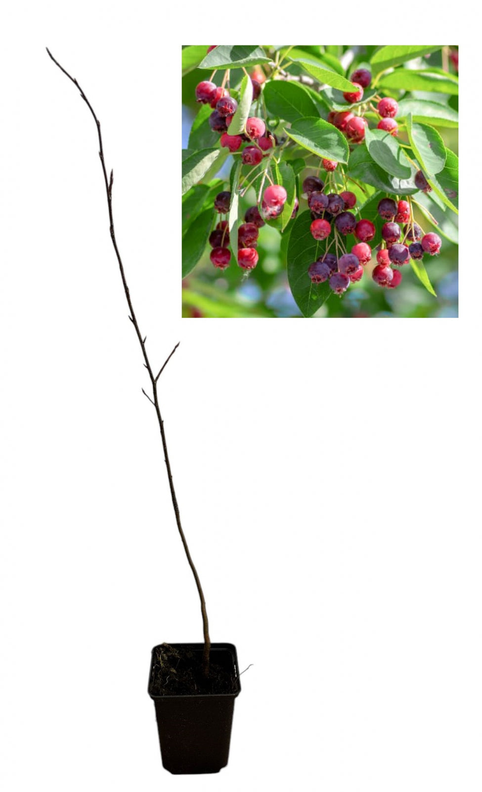 Pom de Stafide Amelanchier Lamarckii (Merișor de Miere) - Puiet 30-50 cm