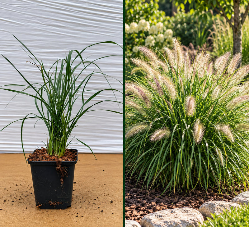 Iarbă Pennisetum Hameln Coada Vulpii - Tufă la ghiveci, 10-20 cm
