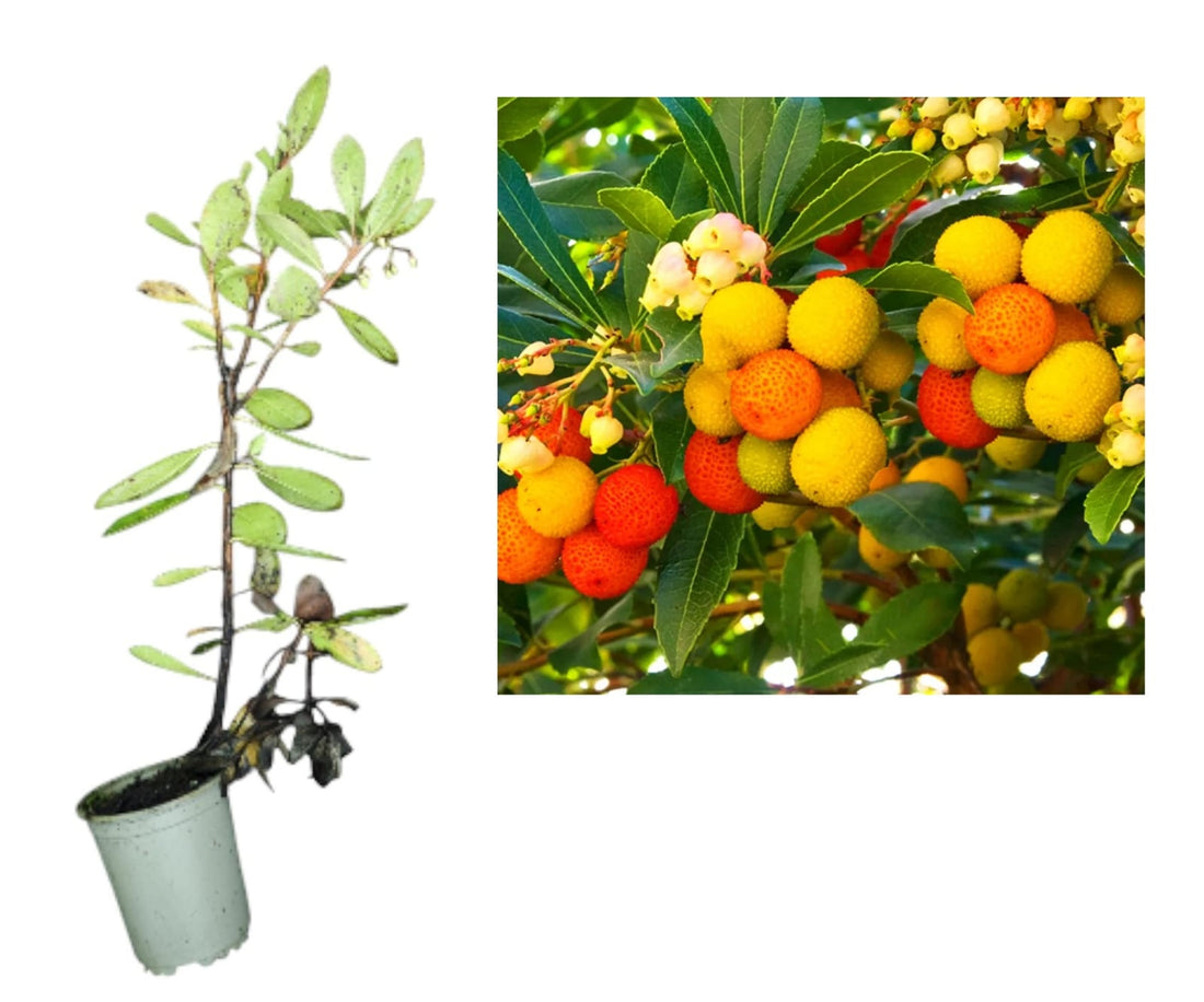 Arborele de Căpșuni Hannie (Arbutus Unedo) - Butaș la ghiveci, 20-40 cm