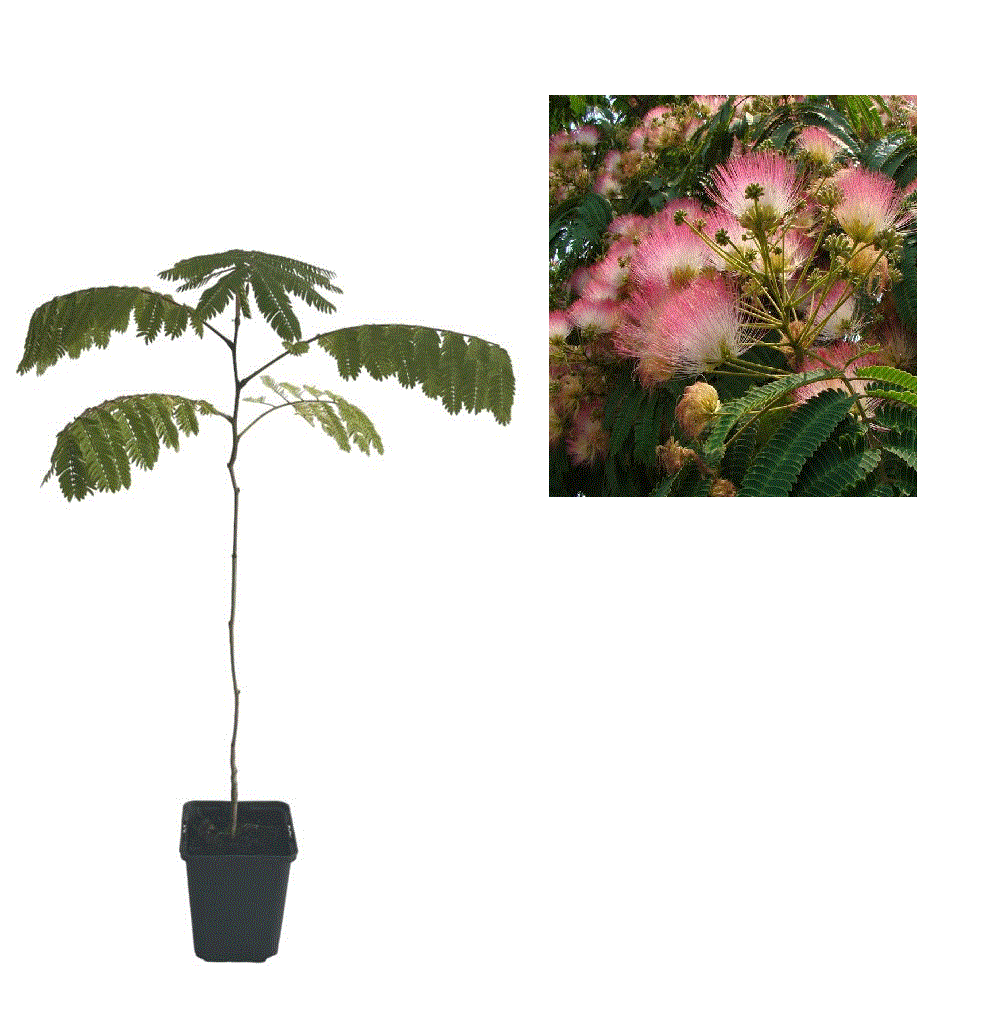 Arbore de Mătase Albizia Julibrissin - Puiet la ghiveci, 25-40 cm