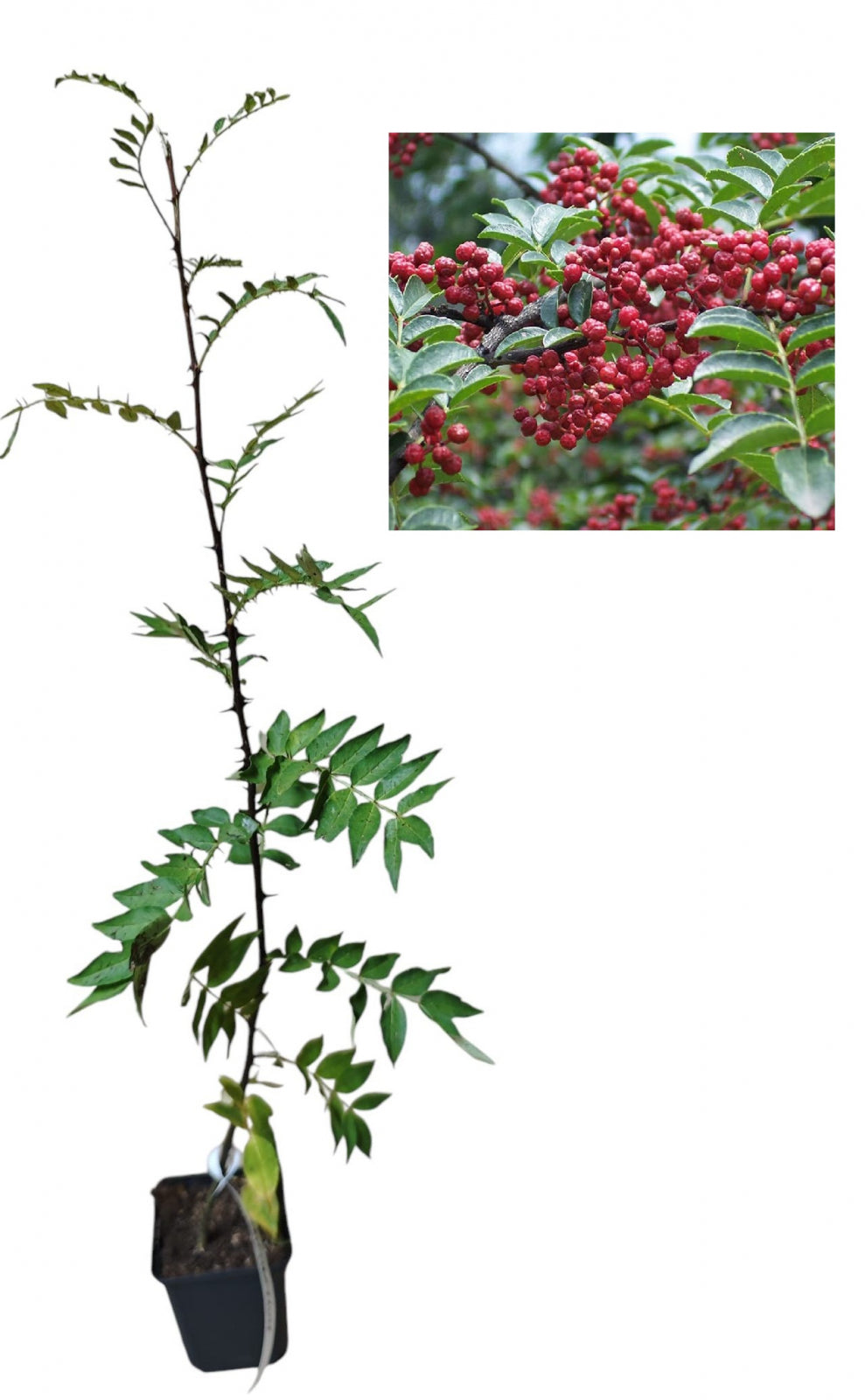 Piper Sichuan Chinezesc (Zanthoxylum Bungeanum) - Puiet roditor, 50-70 cm