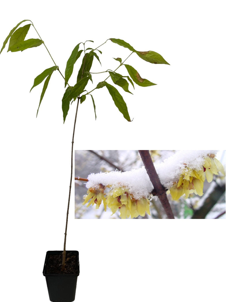 Iasomie de Iarnă (Chimonanthus Praecox) - Puiet 20-30 cm