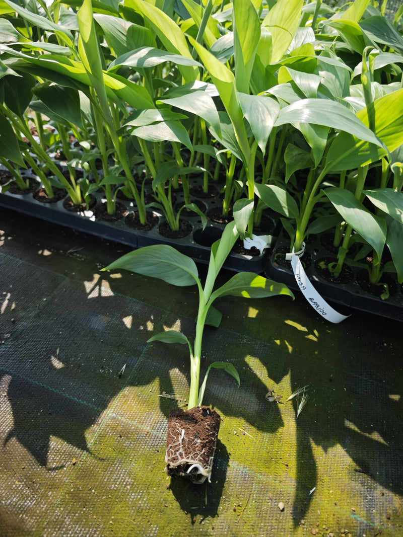 Bananier Comestibil Dwarf Cavendish (Musa) - Puiet 20-30 cm
