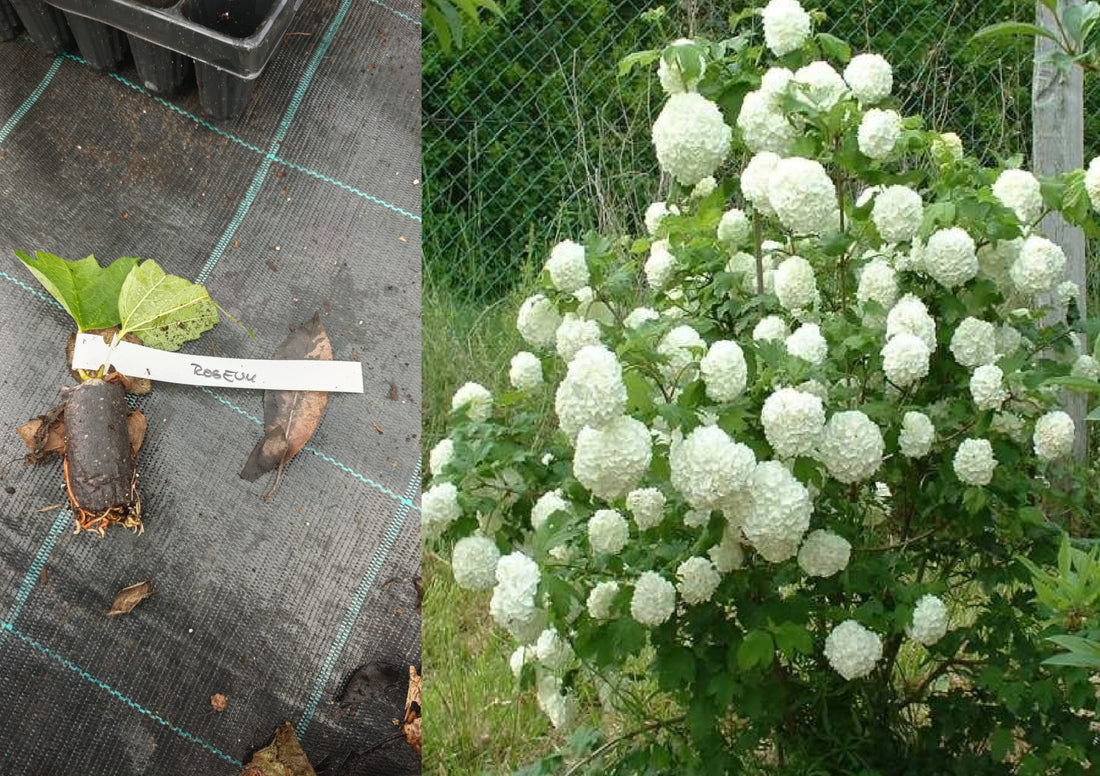 Călin Bulgăre de Zăpadă (Viburnum Opulus Roseum) - Butaș 5-10 cm