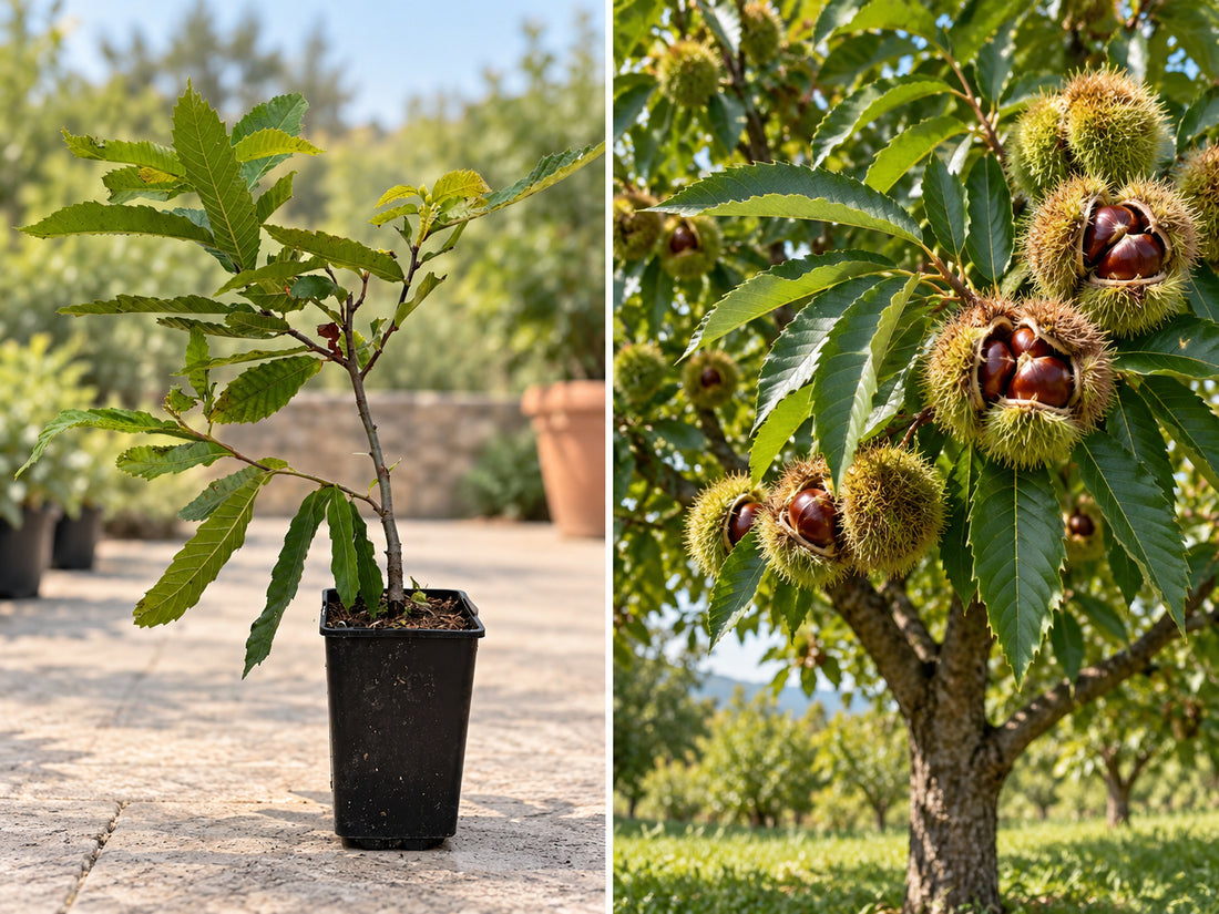 Castan Comestibil (Castanea Sativa) - Puiet la ghiveci, 20-40 cm
