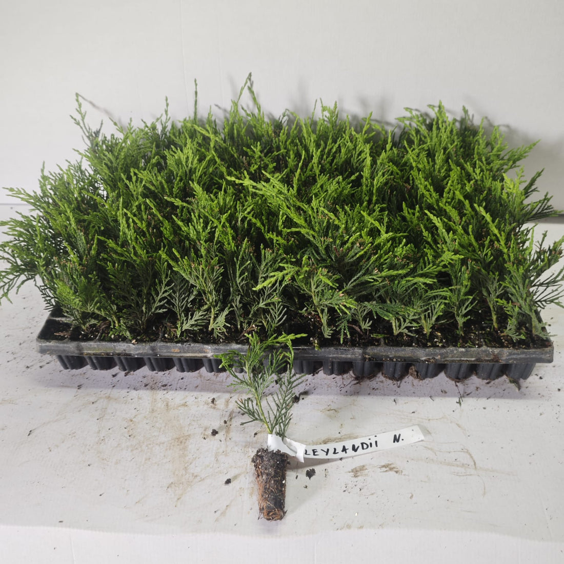 Chiparos Leylandii Gard Viu Verde - Butași 10-20 cm