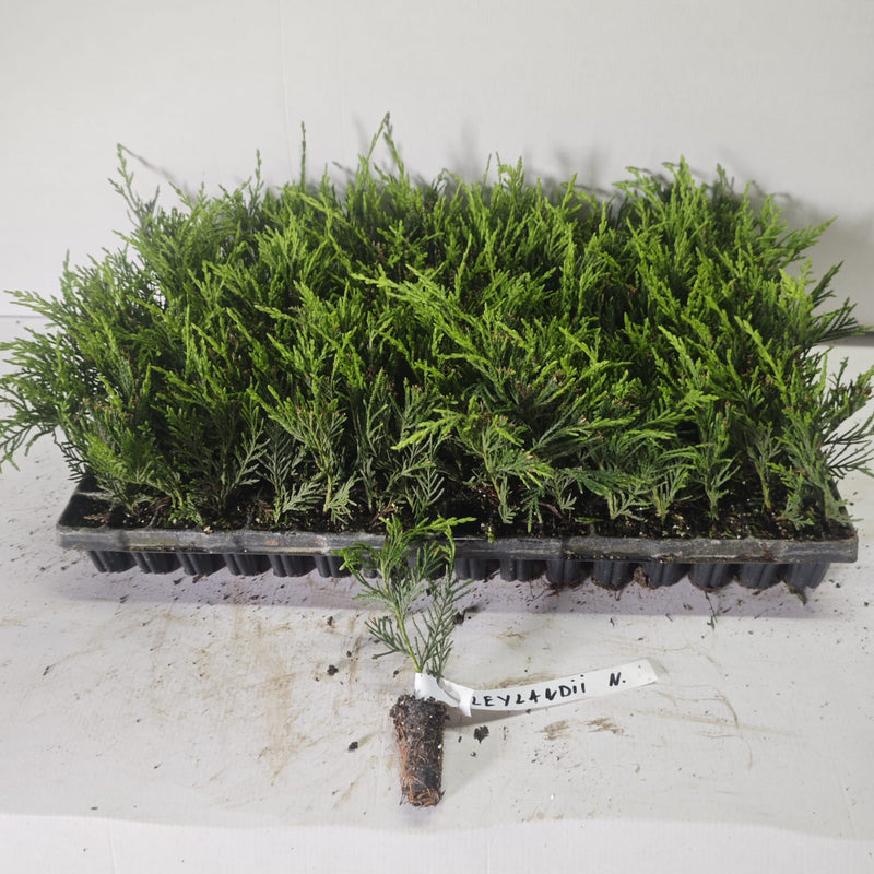 Chiparos Leylandii Gard Viu Verde - Butași 10-20 cm