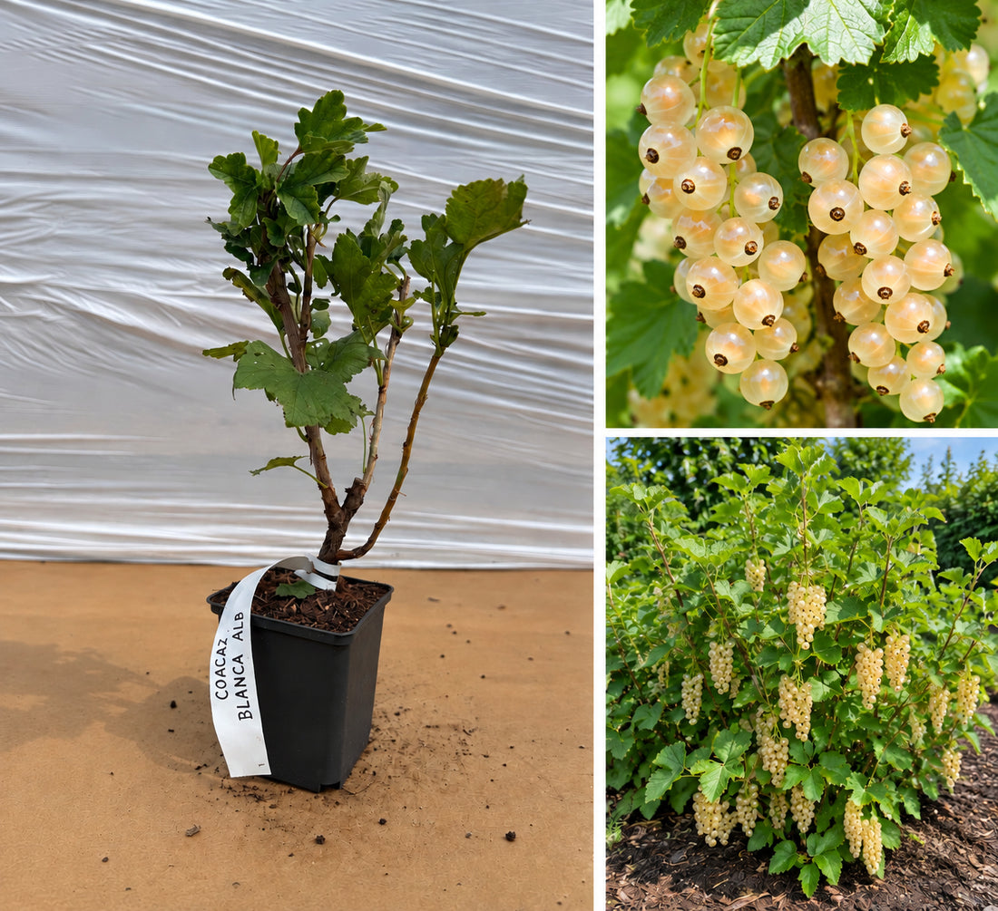 Coacăz Alb Blanca (Ribes Niveum) - Butaș roditor la ghiveci, 20-30 cm