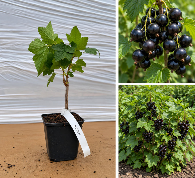 Coacăz Negru Suedez Öjebyn (Ribes Nigrum) - Butaș la ghiveci, 20-30 cm