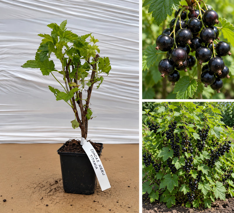 Coacăz Negru Titania (Ribes Nigrum) - Butaș roditor la ghiveci, 20-30 cm