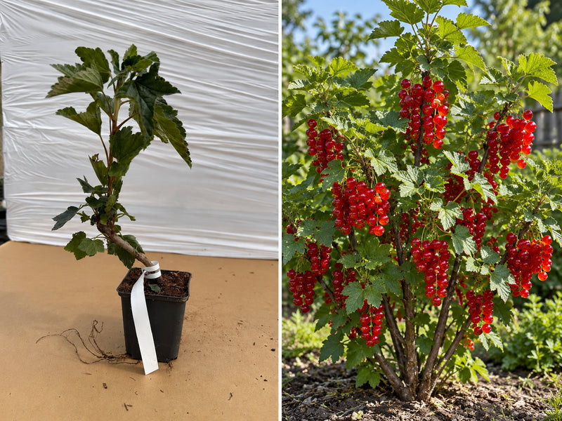 Coacăz Roșu Roland (Ribes Rubrum) - Butaș productiv la ghiveci, 20-30 cm