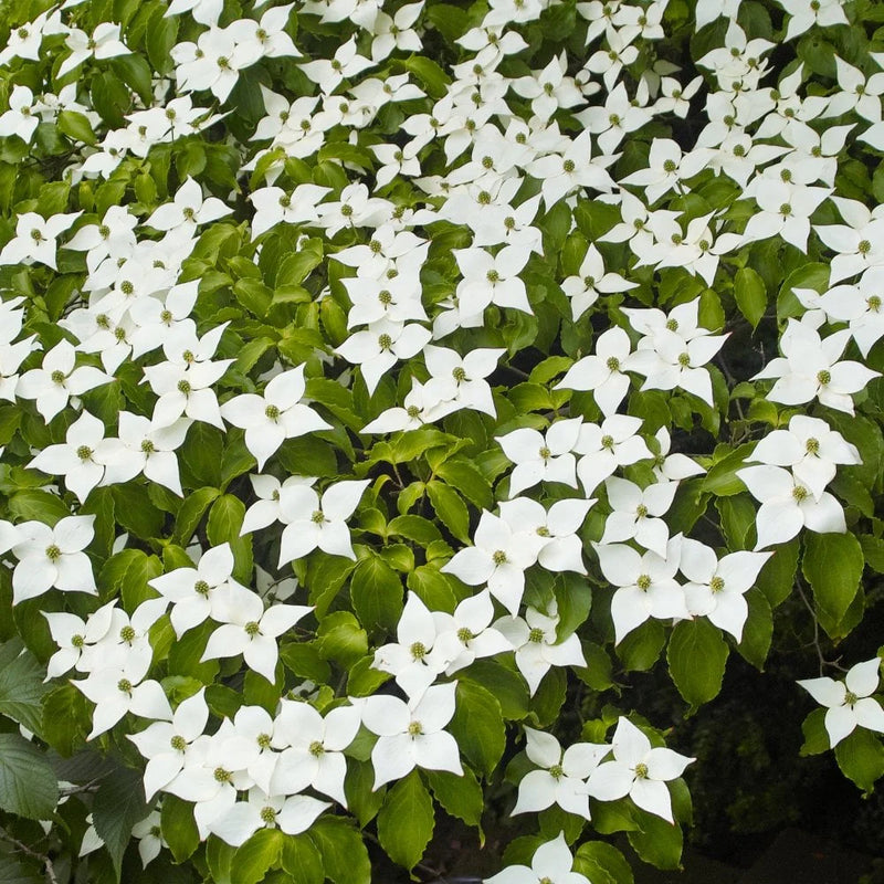 Corn Chinezesc (Cornus Kousa var. Chinensis) - Puiet la ghiveci, 30-50 cm