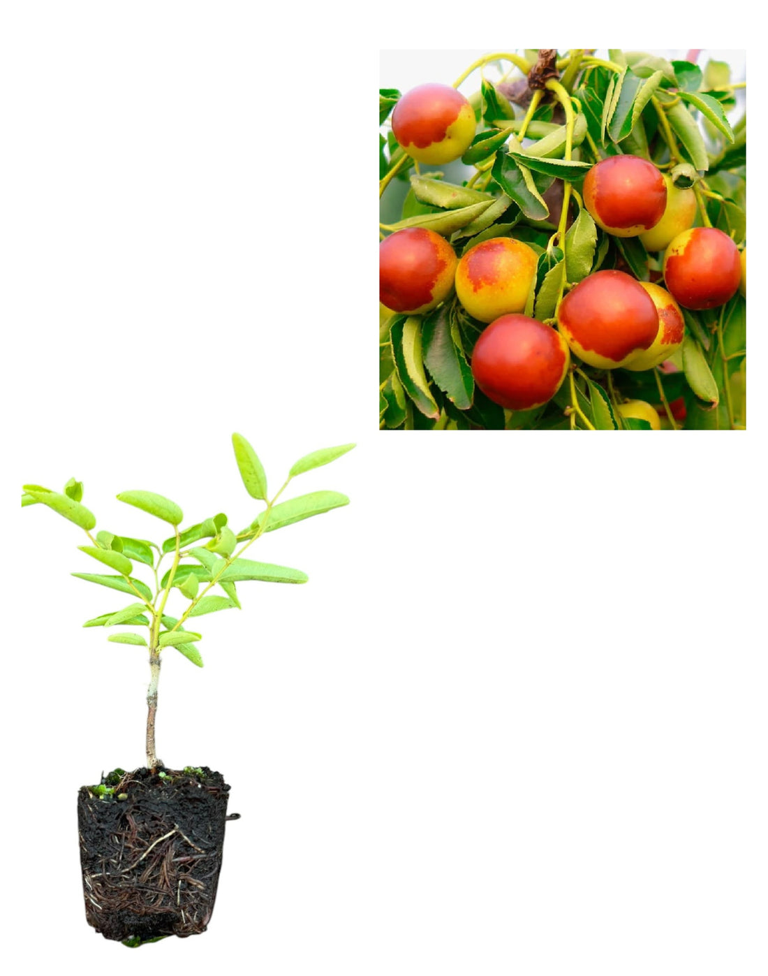 Curmal Chinezesc Dong Autofertil (Ziziphus Jujuba) - Puiet 10-20 cm