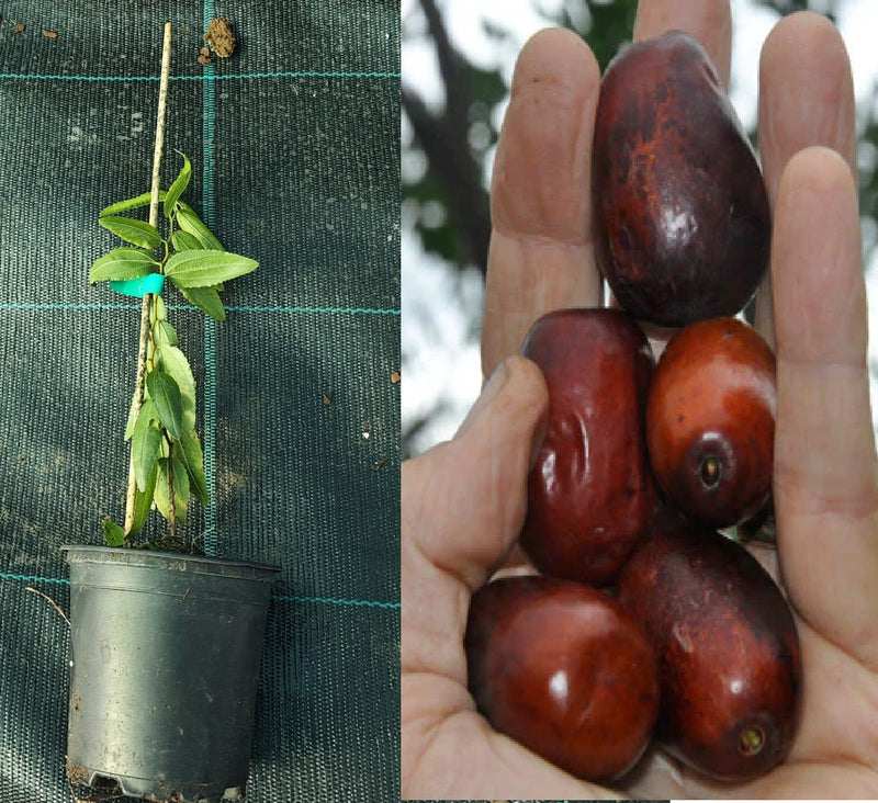 Curmal Chinezesc Lang (Ziziphus Jujuba) - Butaș tânăr 5-10 cm