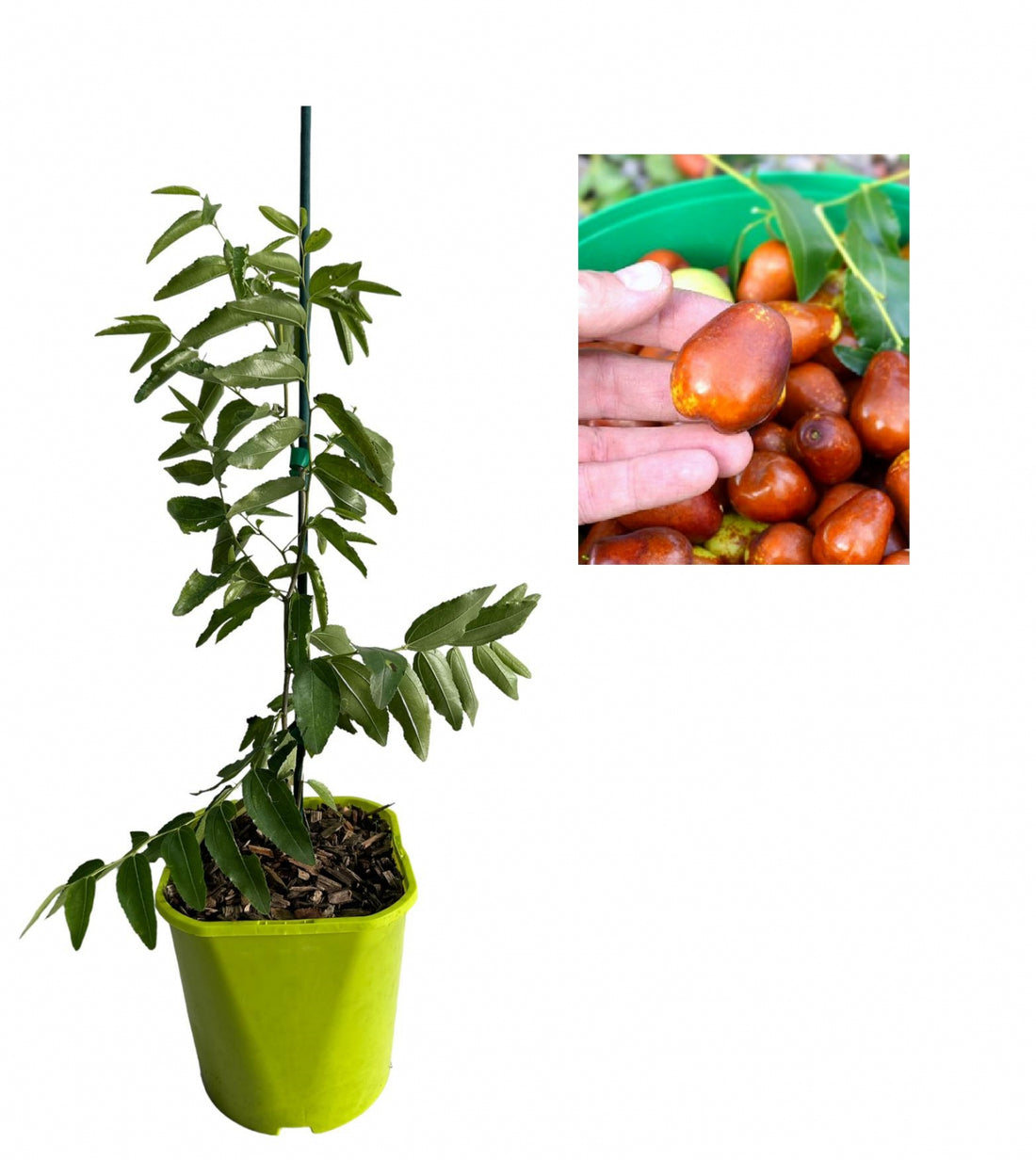 Curmal Chinezesc Lang (Ziziphus Jujuba) - Puiet 30-40 cm