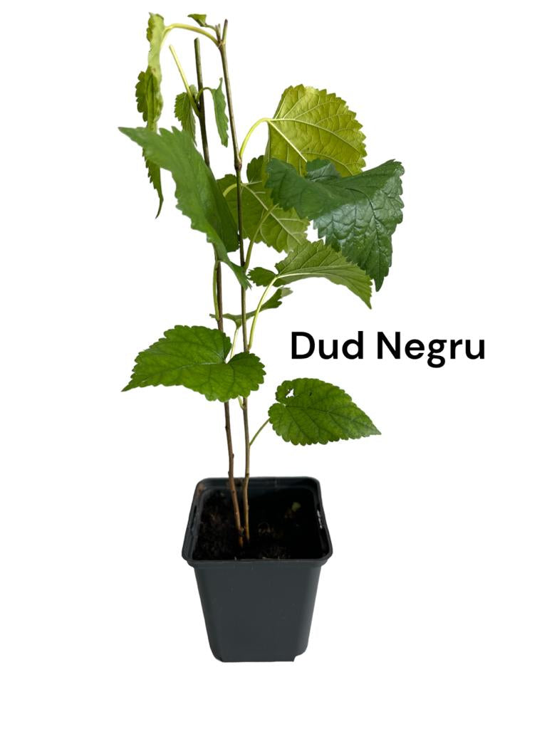 Dud Negru (Morus Nigra) - Puiet fructifer la ghiveci 30-50cm