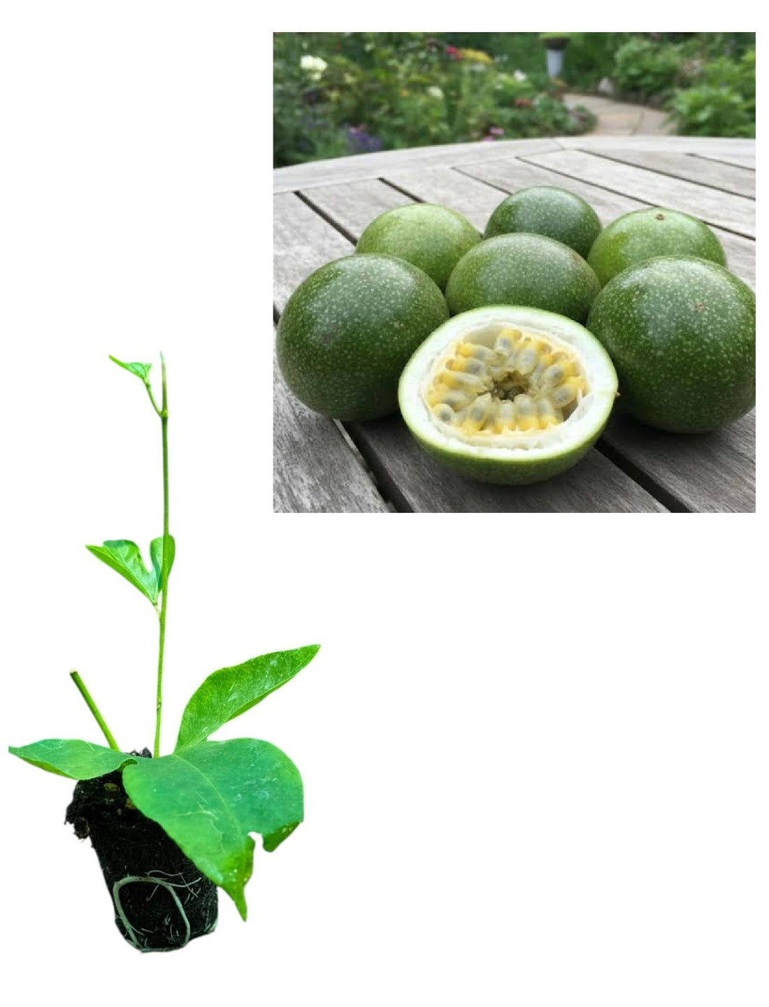 Floarea Pasiunii Eia Popeia Rezistentă (Passiflora) - Liană 10-20 cm