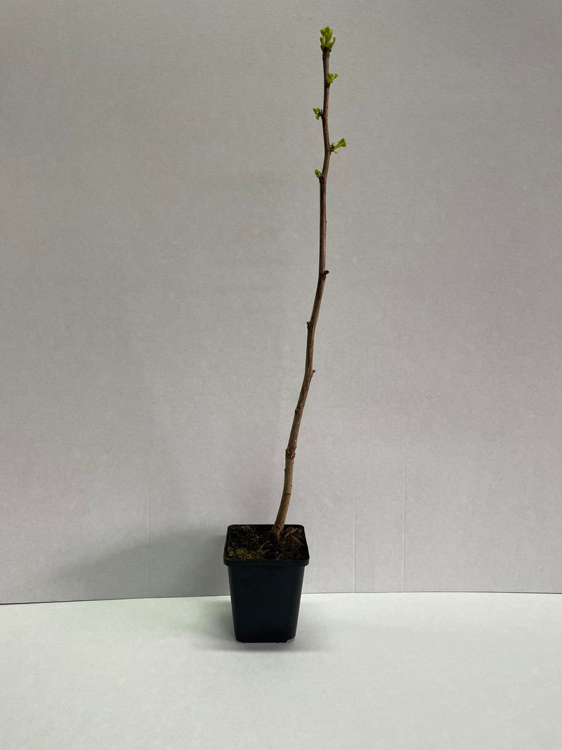 Ginkgo Biloba Arborele Pagodelor - Puiet la ghiveci, 30-40 cm