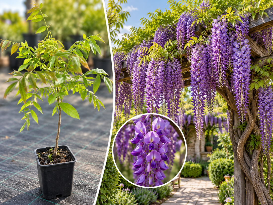 Glicină Japoneză Royal Purple (Wisteria Floribunda) - Ghiveci 20-40 cm