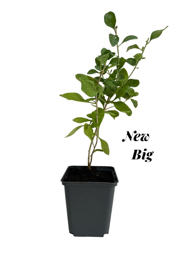 Goji Chinezesc New Big (Lycium Barbarum) - Butaș la ghiveci 20-40 cm