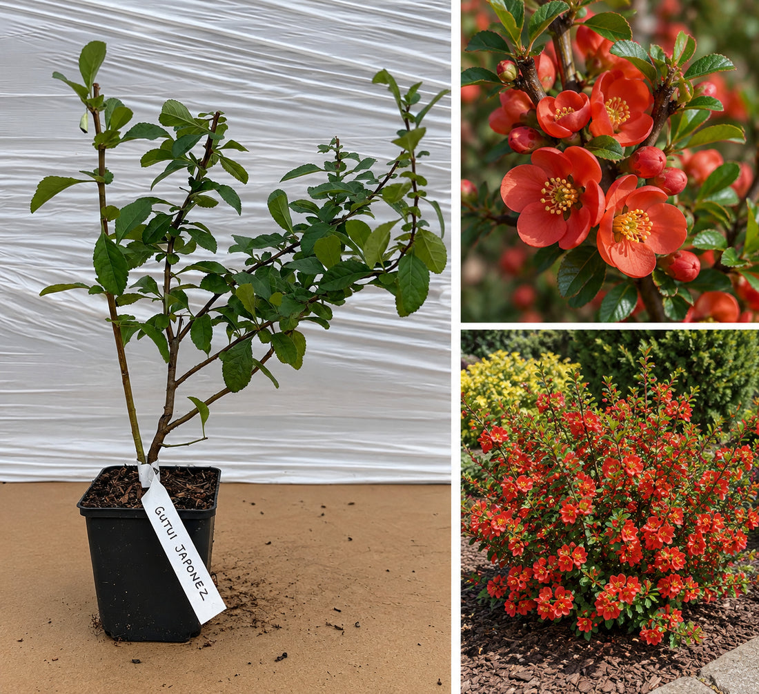 Gutui Japonez Chaenomeles Japonica - Arbust cu flori la ghiveci, 20-30 cm