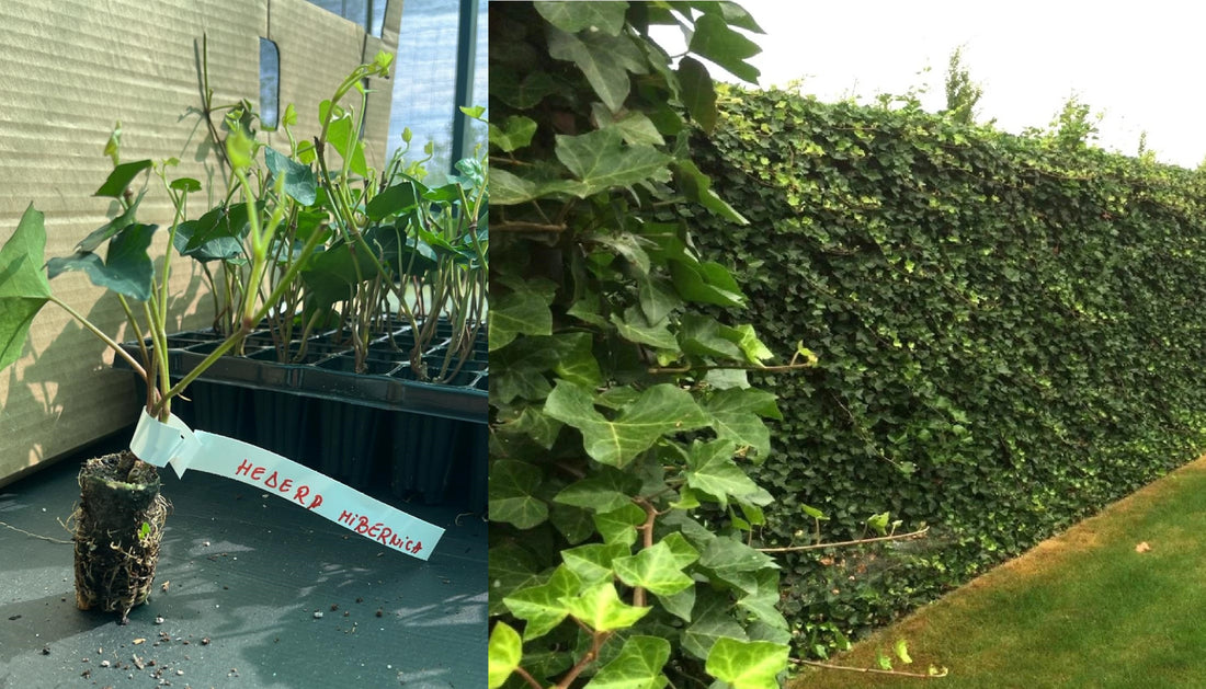 Iederă Irlandeză Veșnic Verde (Hedera Hibernica) - Butași tăviță 10-20 cm