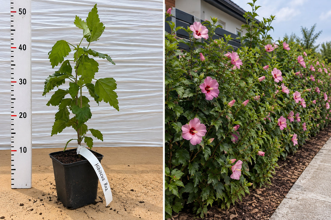 Hibiscus de Grădină Roz (Hibiscus Syriacus) - Butaș ghiveci, 20-30 cm