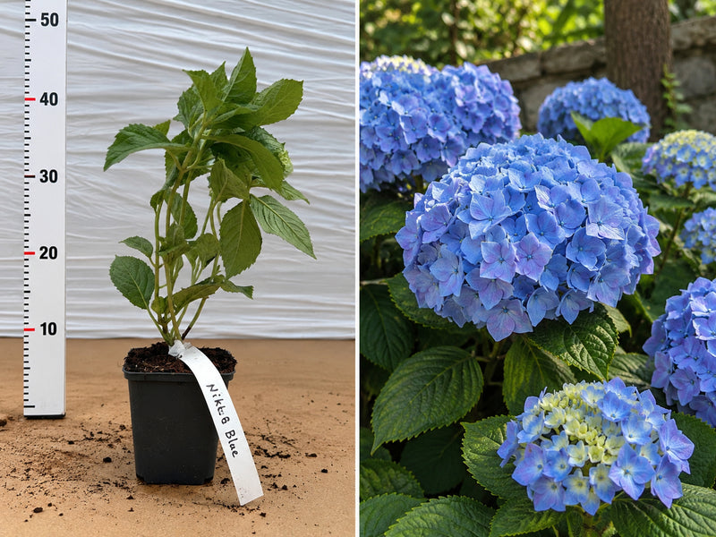 Hortensie Albastră Nikko Blue (Macrophylla) - Ghiveci 20-30 cm