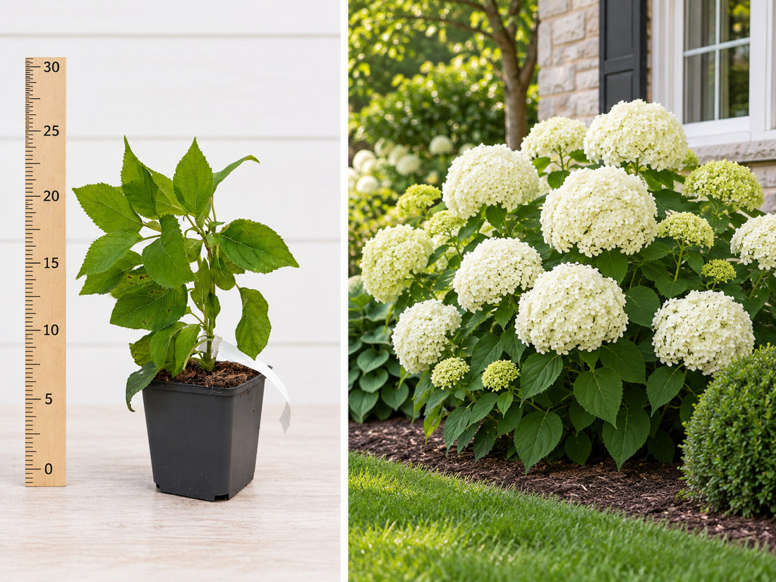 Hortensie Arborecentă Annabelle Albă (Hydrangea) - Butaș 10-20 cm