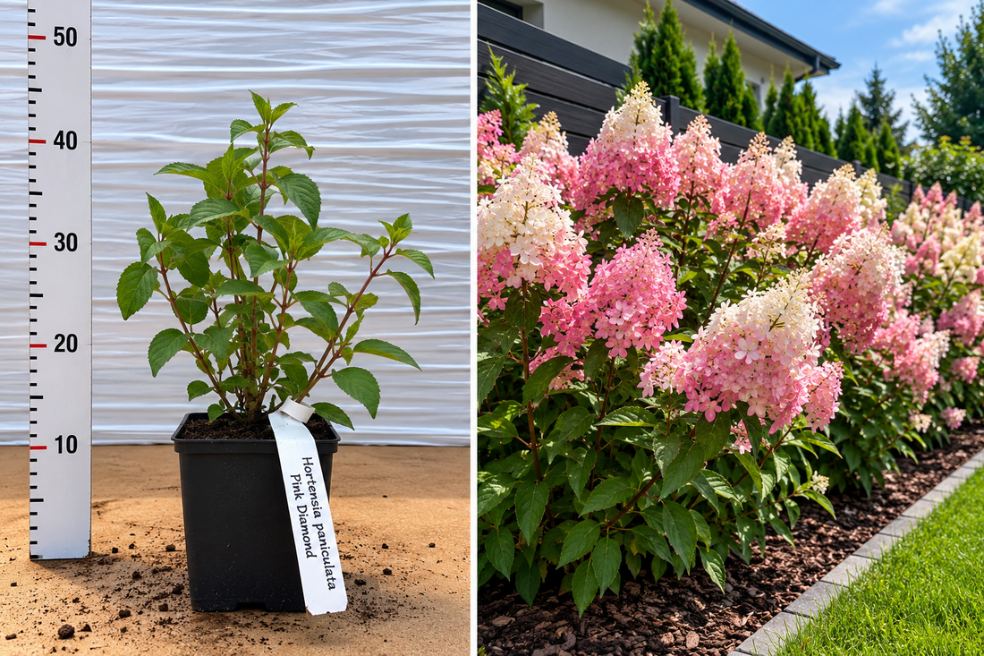 Hortensie Paniculată Pink Diamond Roz (Hydrangea) - Ghiveci 20-30 cm