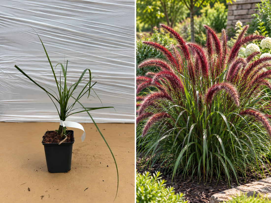 Iarbă Pennisetum Red Head Coada Vulpii - Tufă la ghiveci, 10-20 cm