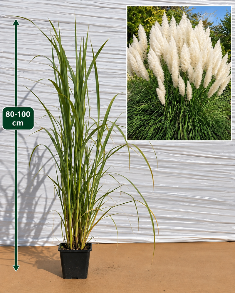 Iarbă de Pampas Albă (Cortaderia Selloana) - Tufă 60-100 cm