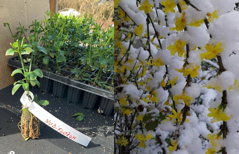 Iasomie Galbenă de Iarnă (Jasminum Nudiflorum) - Butaș 5-10 cm