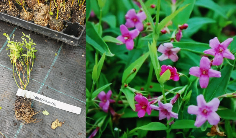 Iasomie Roz Cățărătoare (Jasminum Beesianum) - Butaș la ghiveci
