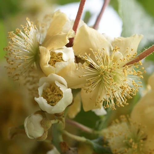 Kiwi Atlas Mascul Polenizator (Actinidia Deliciosa) - Butaș 5-10 cm