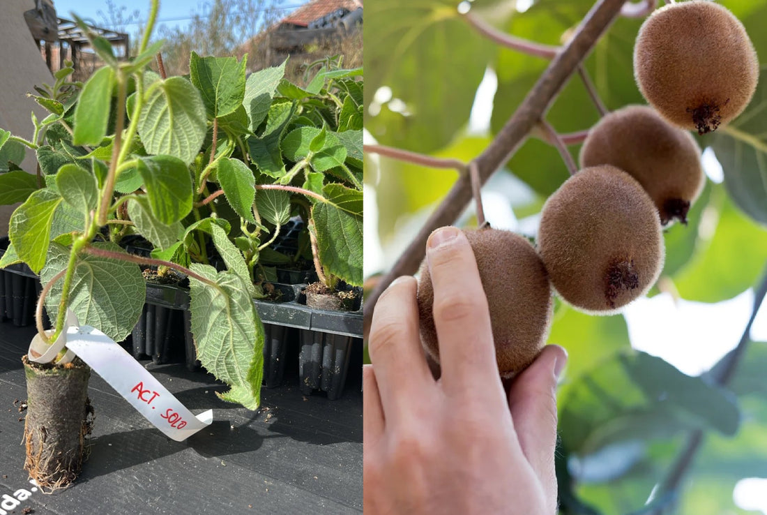 Kiwi Solo Autofertil (Actinidia Deliciosa) - Butaș tânăr 5-10 cm