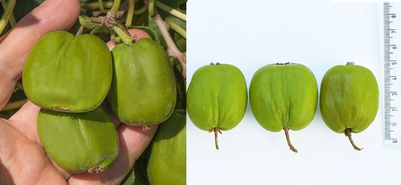 Mini Kiwi Chang Bai Giant (Actinidia Arguta) - Butaș 2 ani la ghiveci