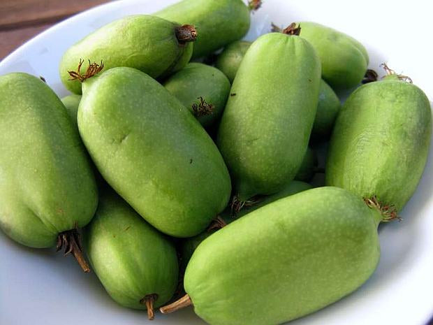 Mini Kiwi Jumbo (Actinidia Arguta) - Butaș fructe mari 2 ani la ghiveci