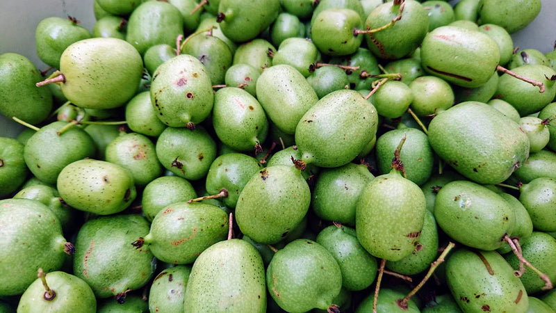 Mini Kiwi Kokuwa Autofertil (Actinidia Arguta) - Butaș 2 ani la ghiveci