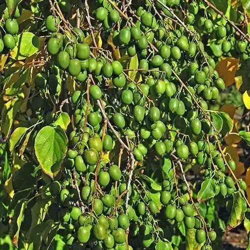 Mini Kiwi Rogow (Actinidia Arguta) - Butaș rezistent 2 ani la ghiveci